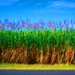 Queensland Cane field