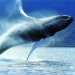Whale season November through April