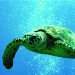 Turtles