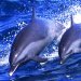 Dolphins