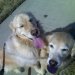 Phoebe & Daisy