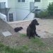 Buddy & Little Toto