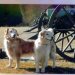 Darby & Daisy